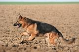 BERGER ALLEMAND 1310